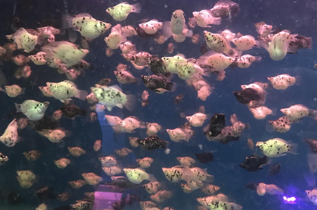 136eb0ebca03352a6cdda09e3e09b35b_20225131652430700225_0_0.029781040849261475.jpg